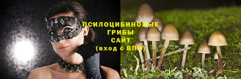 Псилоцибиновые грибы Magic Shrooms  Белозерск 